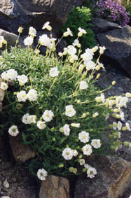 Silene maritima 'Weisskelschen'